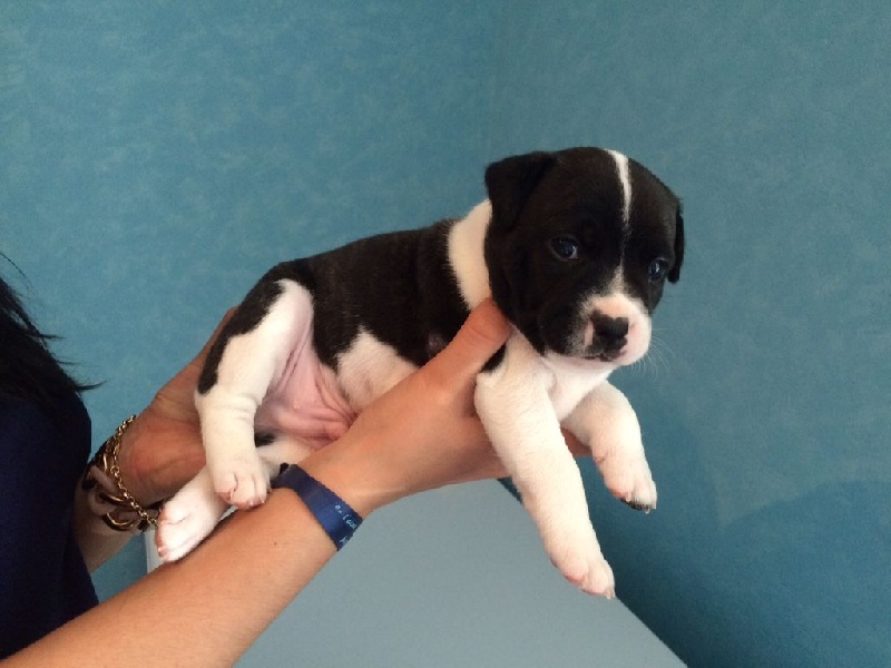 Du Gang Des Petits Bolides - Staffordshire Bull Terrier - Portée née le 12/05/2015