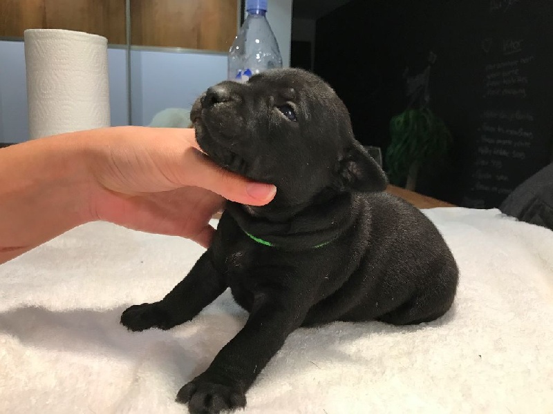 Du Gang Des Petits Bolides - Staffordshire Bull Terrier - Portée née le 10/10/2016